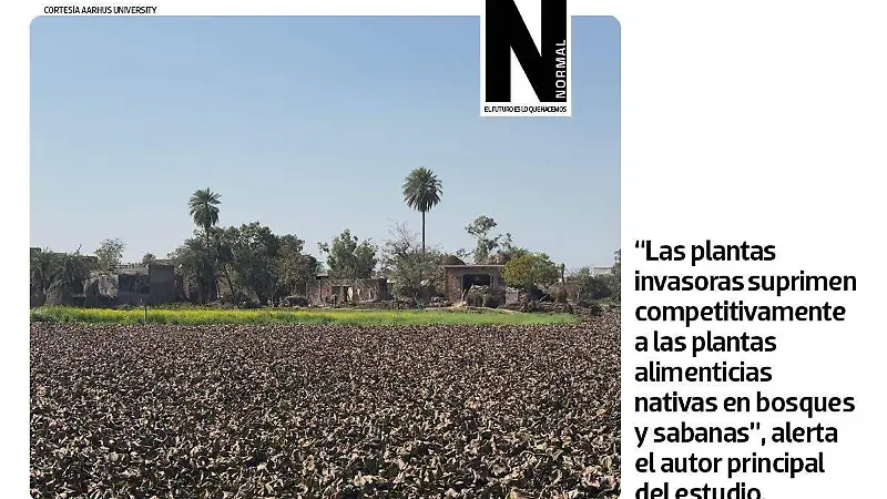 plantas invasoras SITIO3